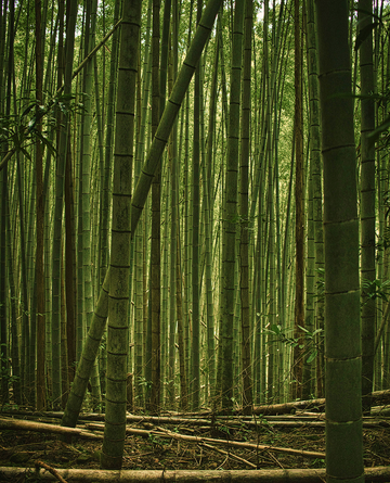 Bamboo