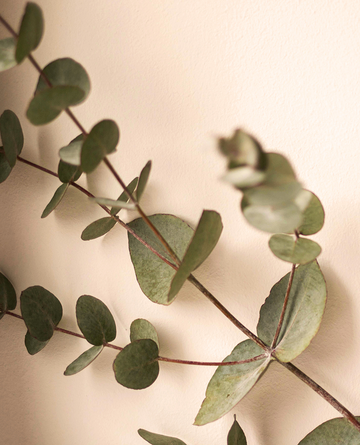 Eucalyptus