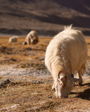 Merino Wool